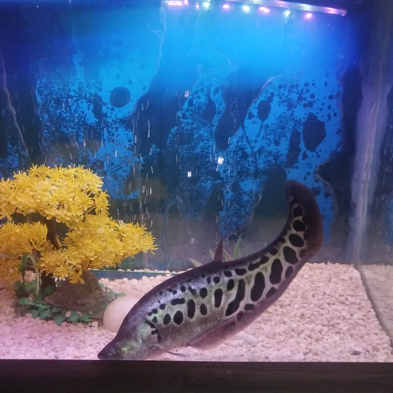 ماهی نایف چاقو ماهی|ماهی|بروجرد, |دیوار