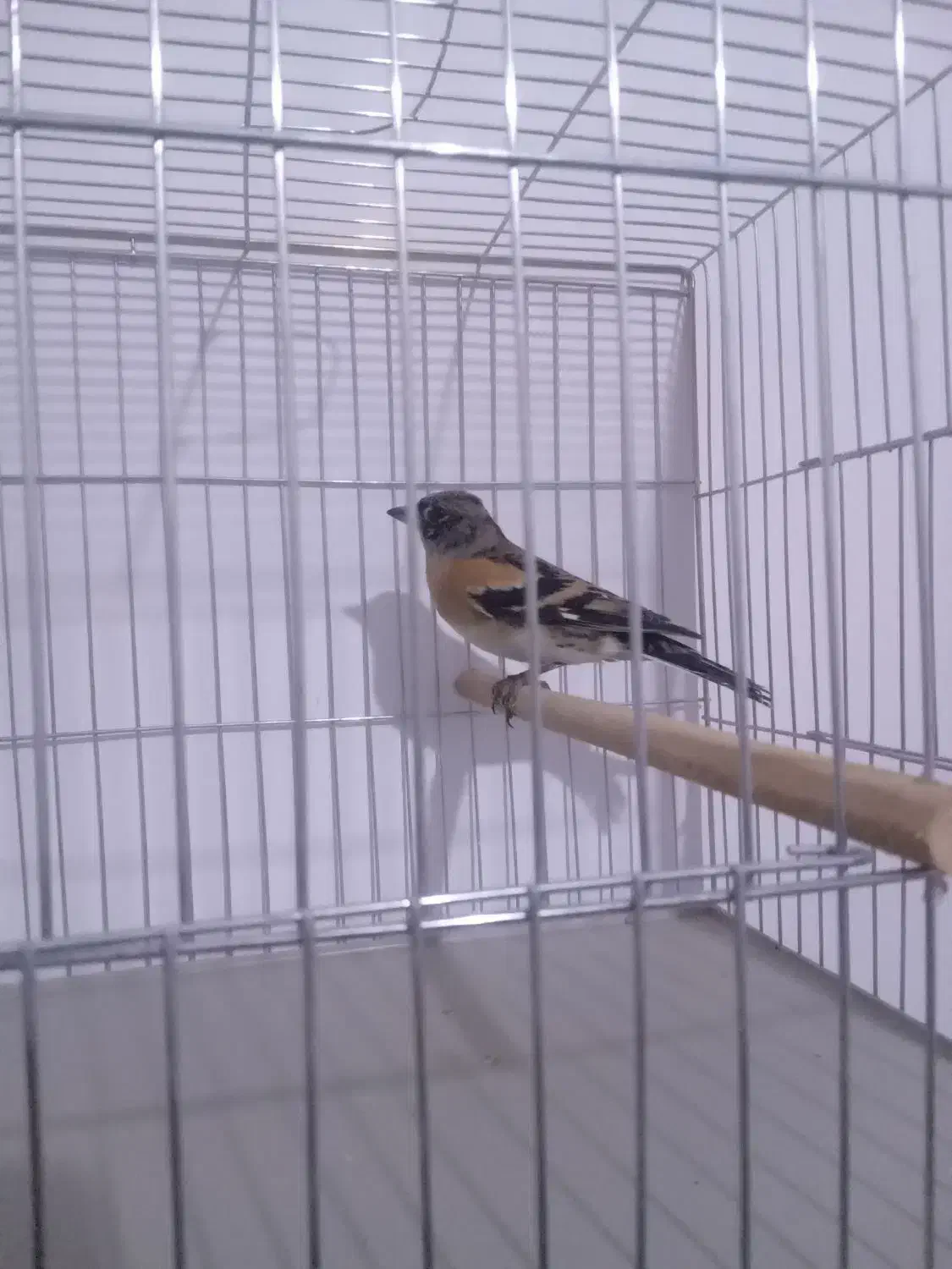 سهره گاوی جنگلی سبز و زرد|پرنده|تاکستان, |دیوار