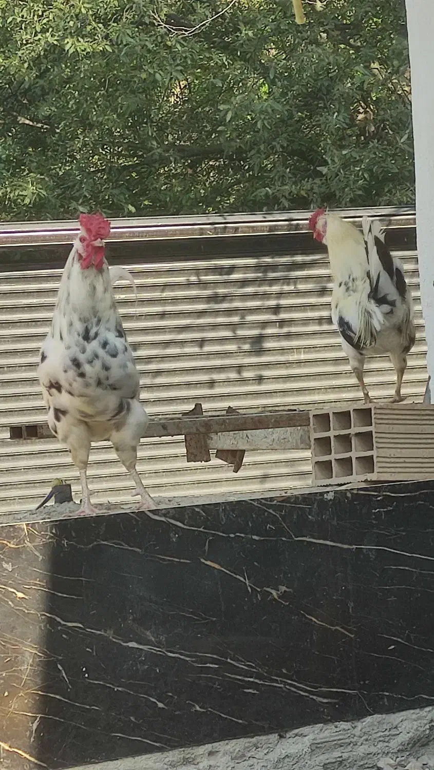 خروس محلی خروس گلین|حیوانات مزرعه|بهشهر, |دیوار