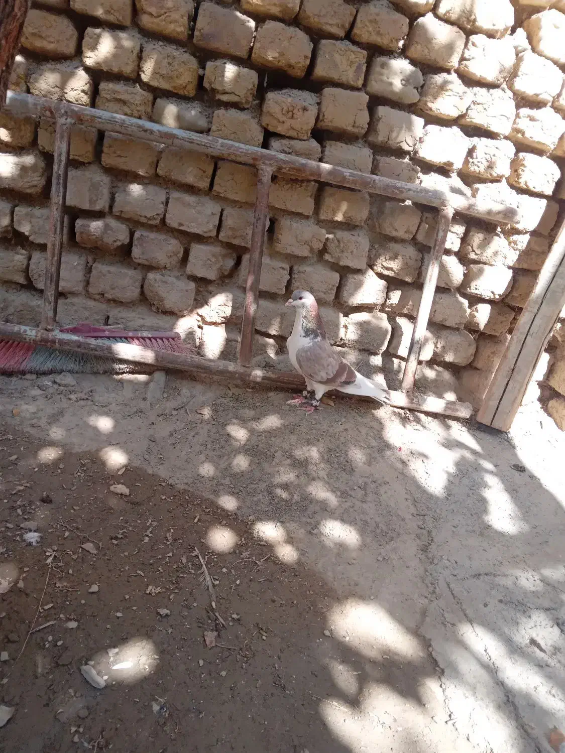 کفتر|پرنده|گلبهار, نوبهار|دیوار