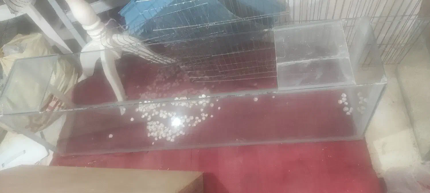 اکواریوم 3عدد|ماهی|یزد, |دیوار