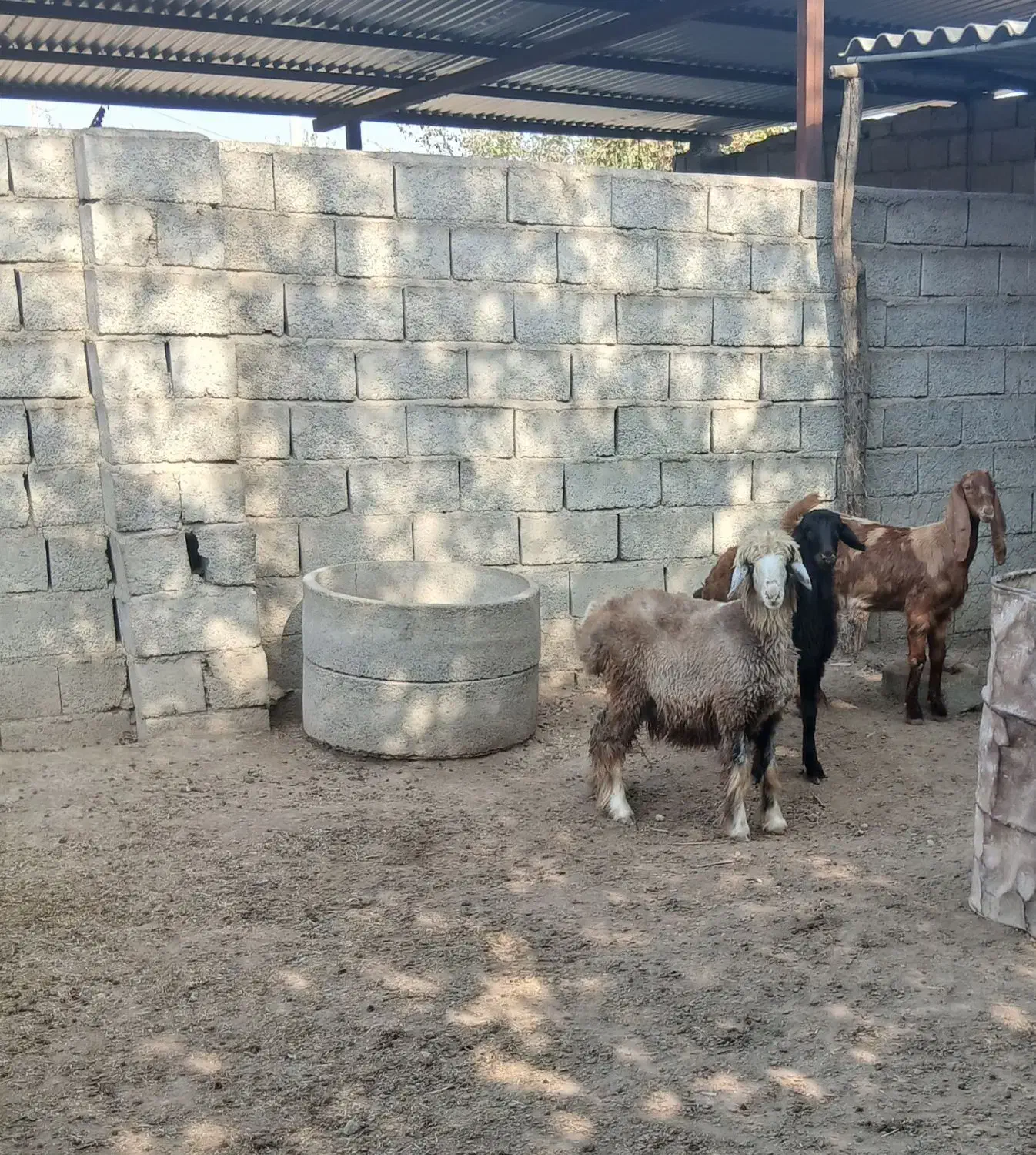 ۳ راس بره ماده ، سالم و سرحال|حیوانات مزرعه|گنبد کاووس, |دیوار