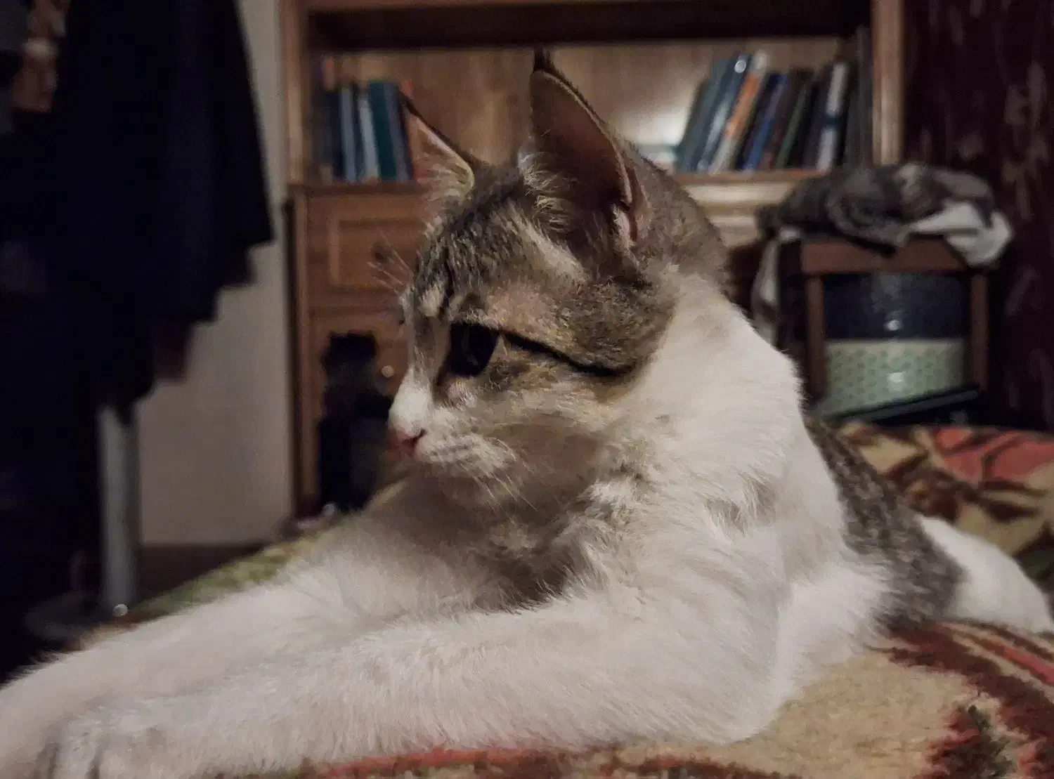 گربه 4 ماهه نر|گربه|اصفهان, سپاهان‌شهر|دیوار