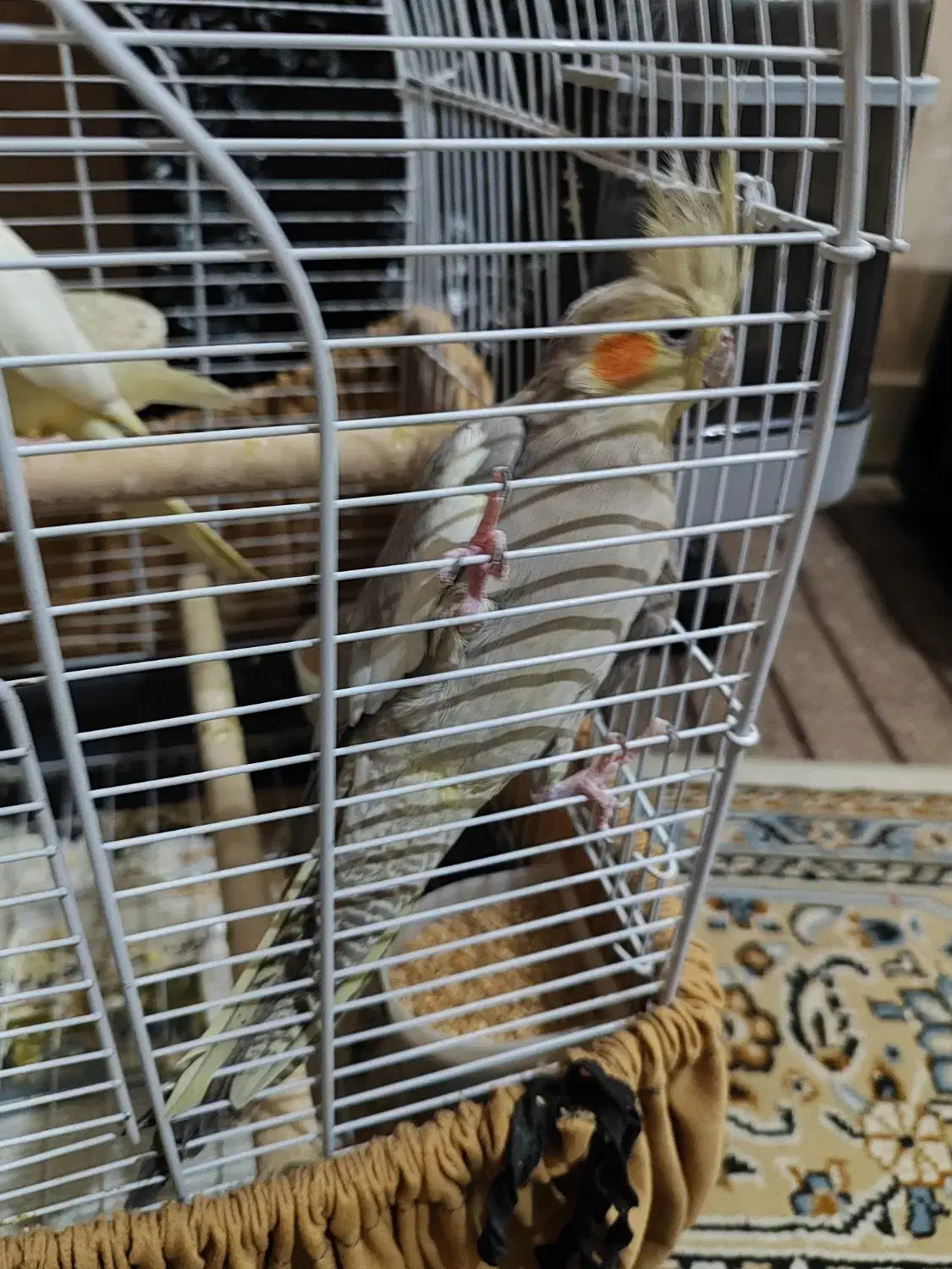 جفت عروس هلندی سینامون آهویی لوتینو ۵ تخم مست|پرنده|ری, شهرری|دیوار