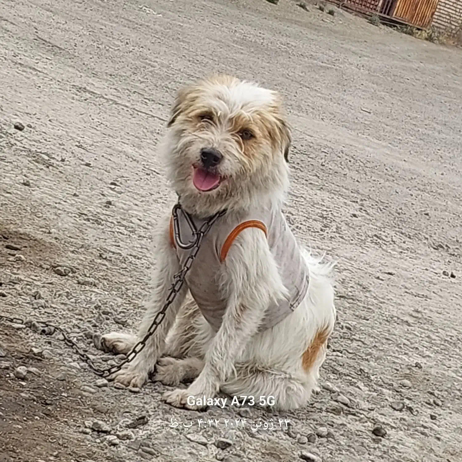 پاستیل|سگ|خوی, |دیوار