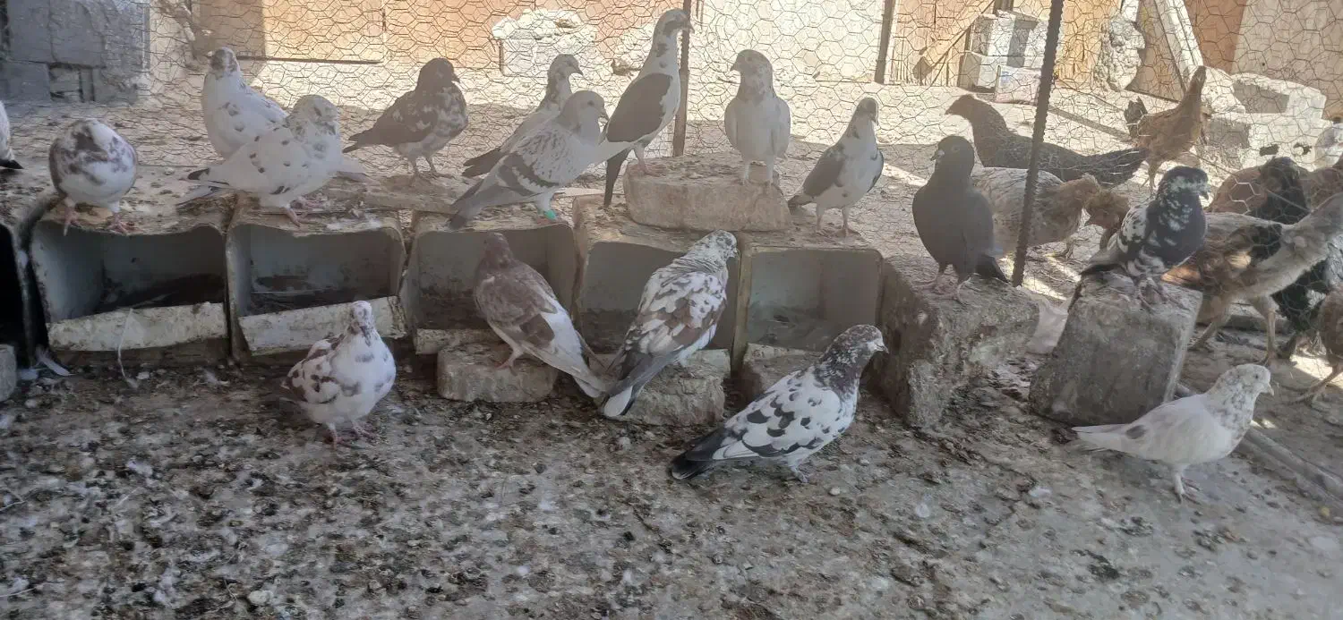 کبوتر|پرنده|زاهدان, |دیوار