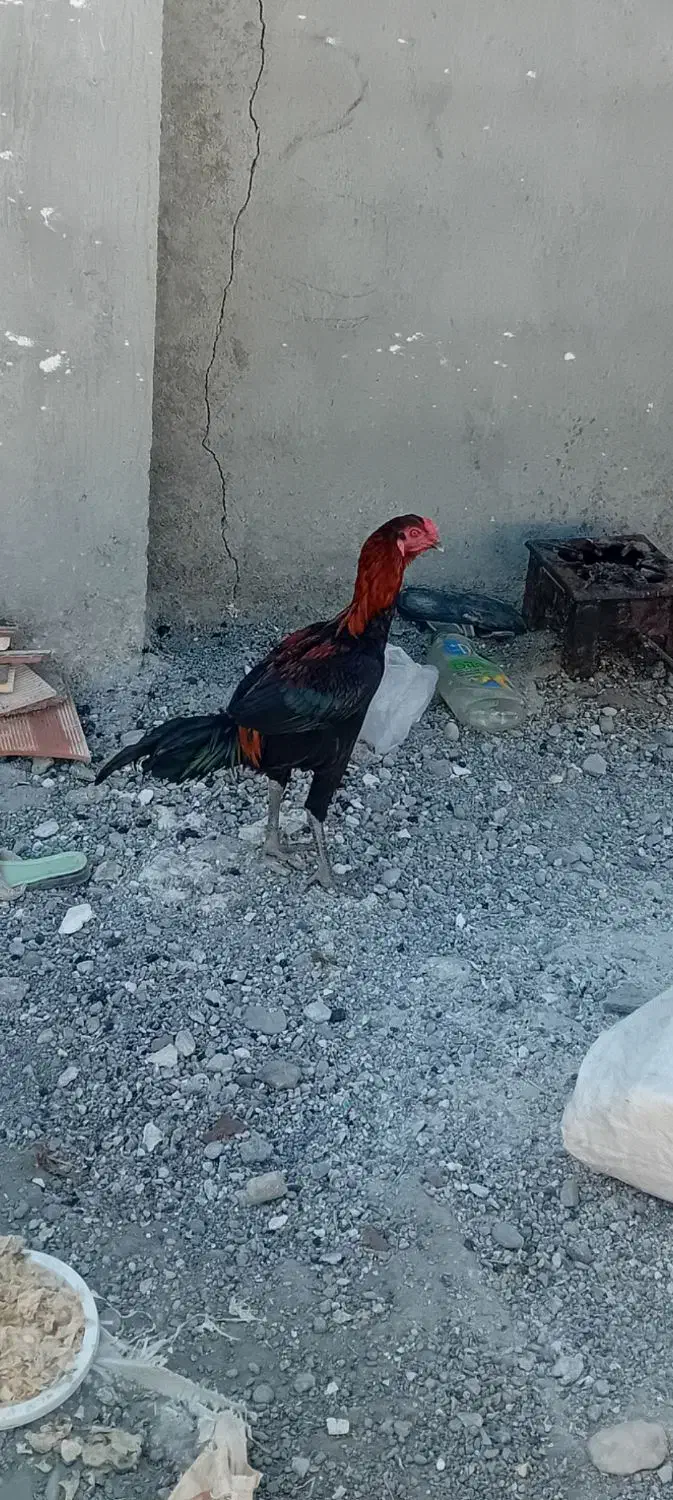 فروش یک عدد خروس|حیوانات مزرعه|میناب, |دیوار