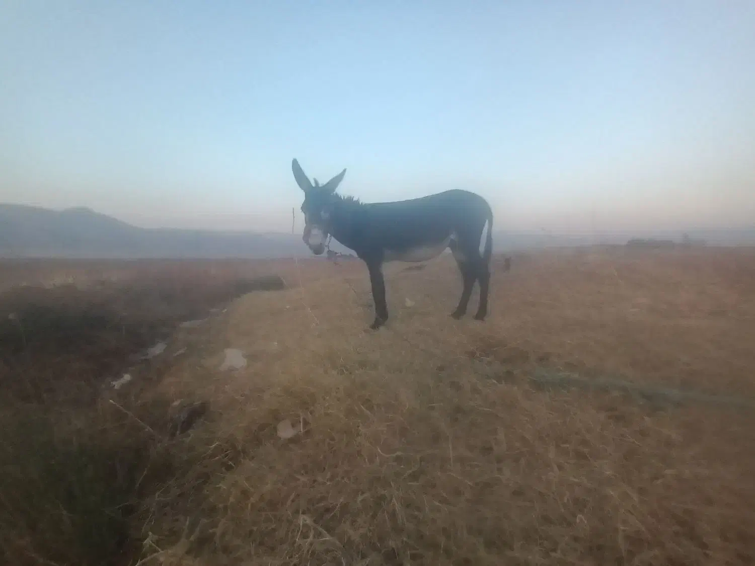 الاق رمکی|حیوانات مزرعه|الشتر, |دیوار