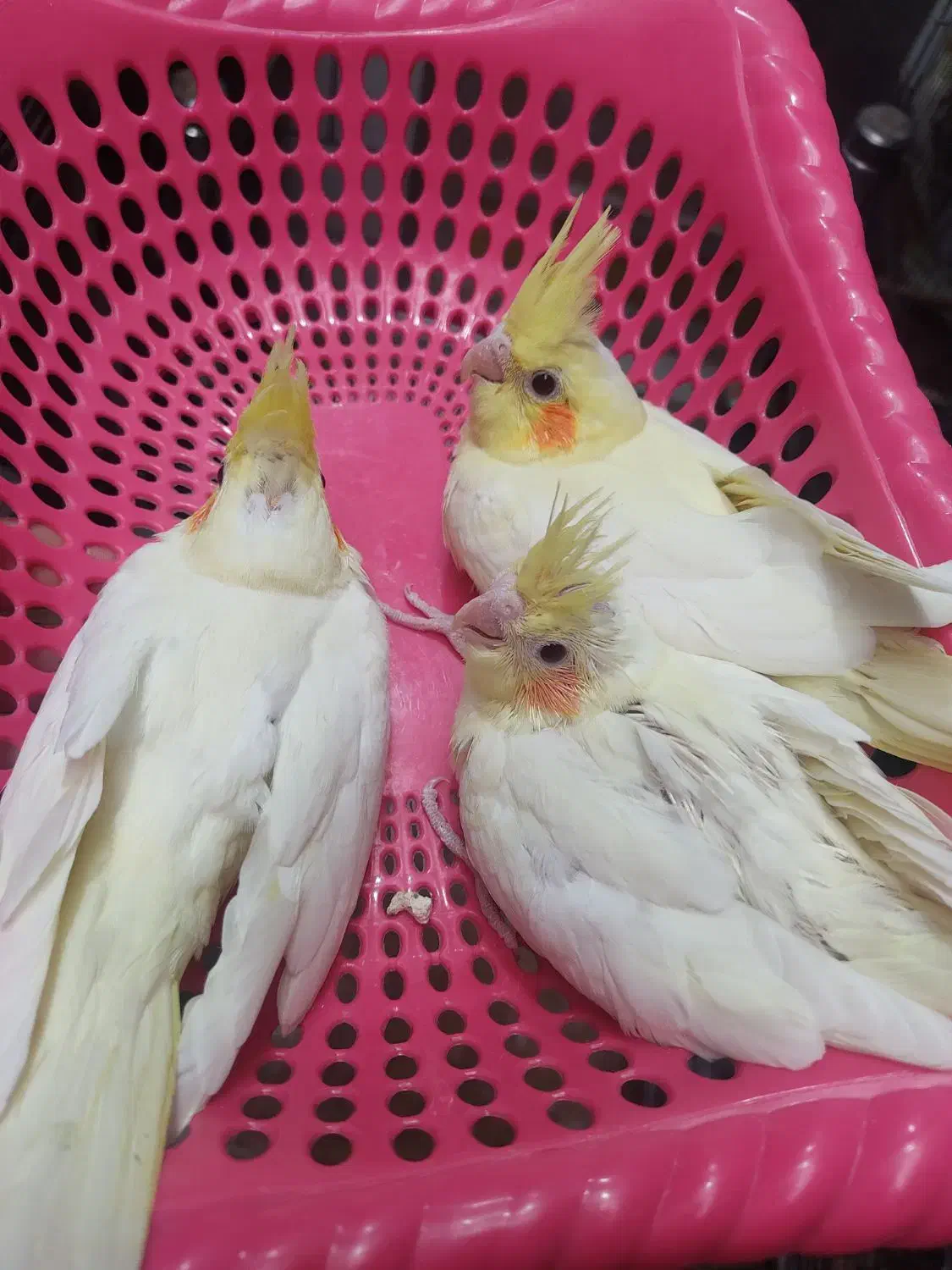 جوجه عروس هلندی لوتینو|پرنده|رامهرمز, |دیوار