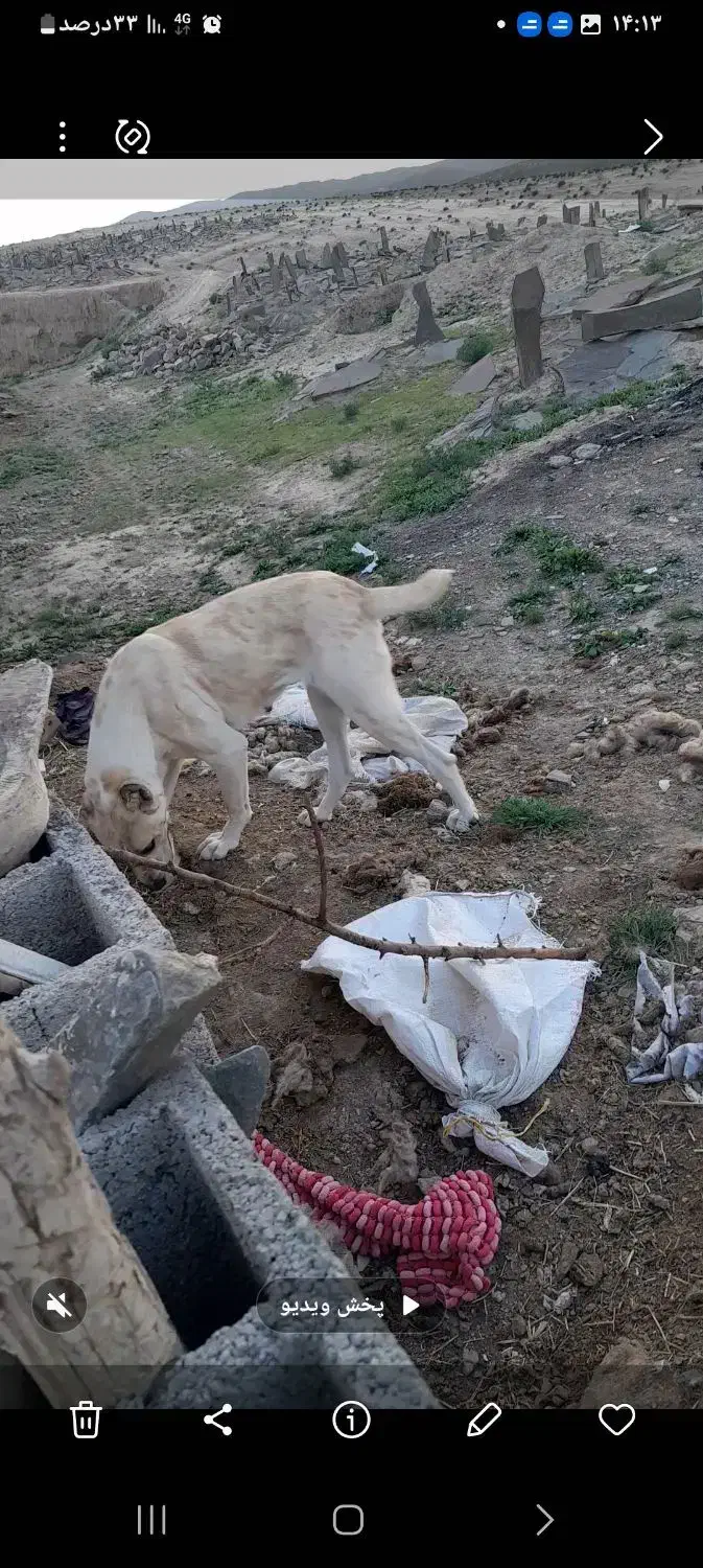 حیوان مزرعه|سگ|تربت جام, معدآباد|دیوار