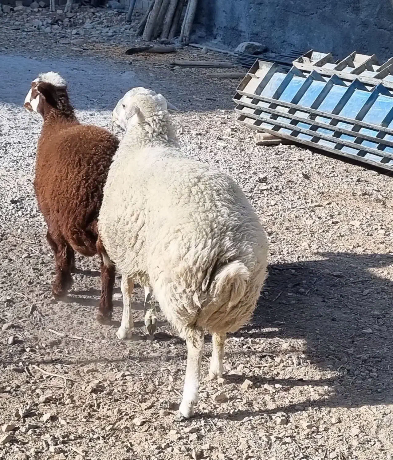 شیشک بره میش قوچ بز|حیوانات مزرعه|لردگان, |دیوار