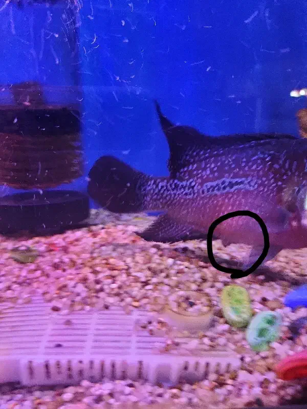 ماهی فلاور ماده توافقی معاوضه|ماهی|ری, دولتآباد|دیوار