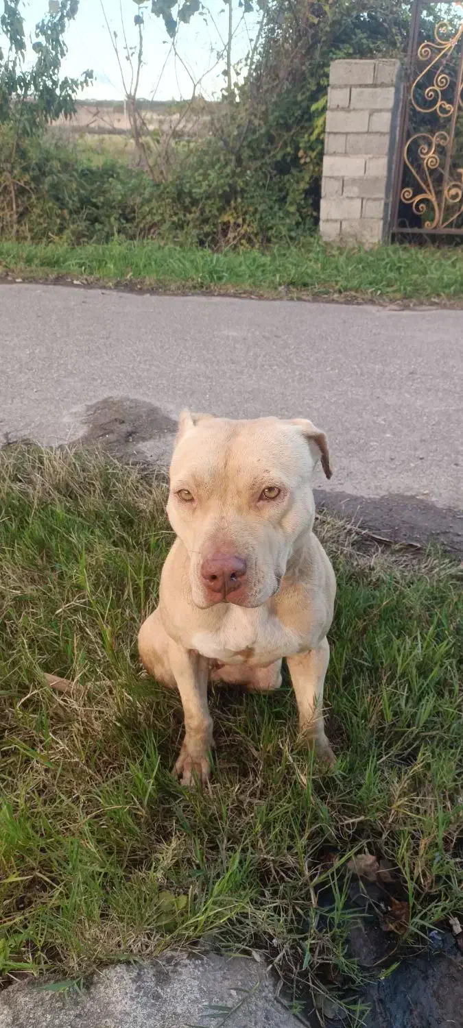 پیتپول تریر|سگ|رشت, خواهر امام|دیوار