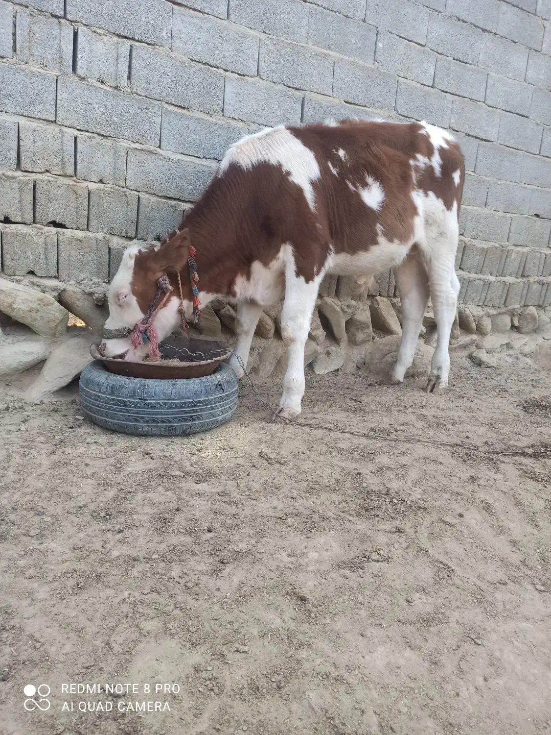 خریدار واقعی تماس|حیوانات مزرعه|مراوه, |دیوار