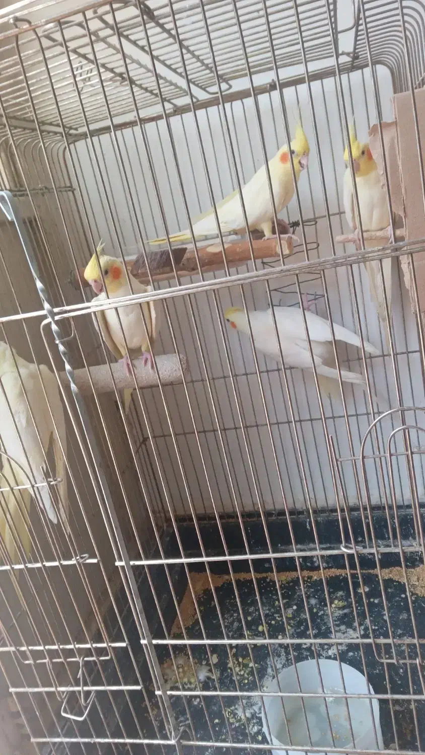 عروس هلندی|پرنده|ری, شهرک نظامی|دیوار