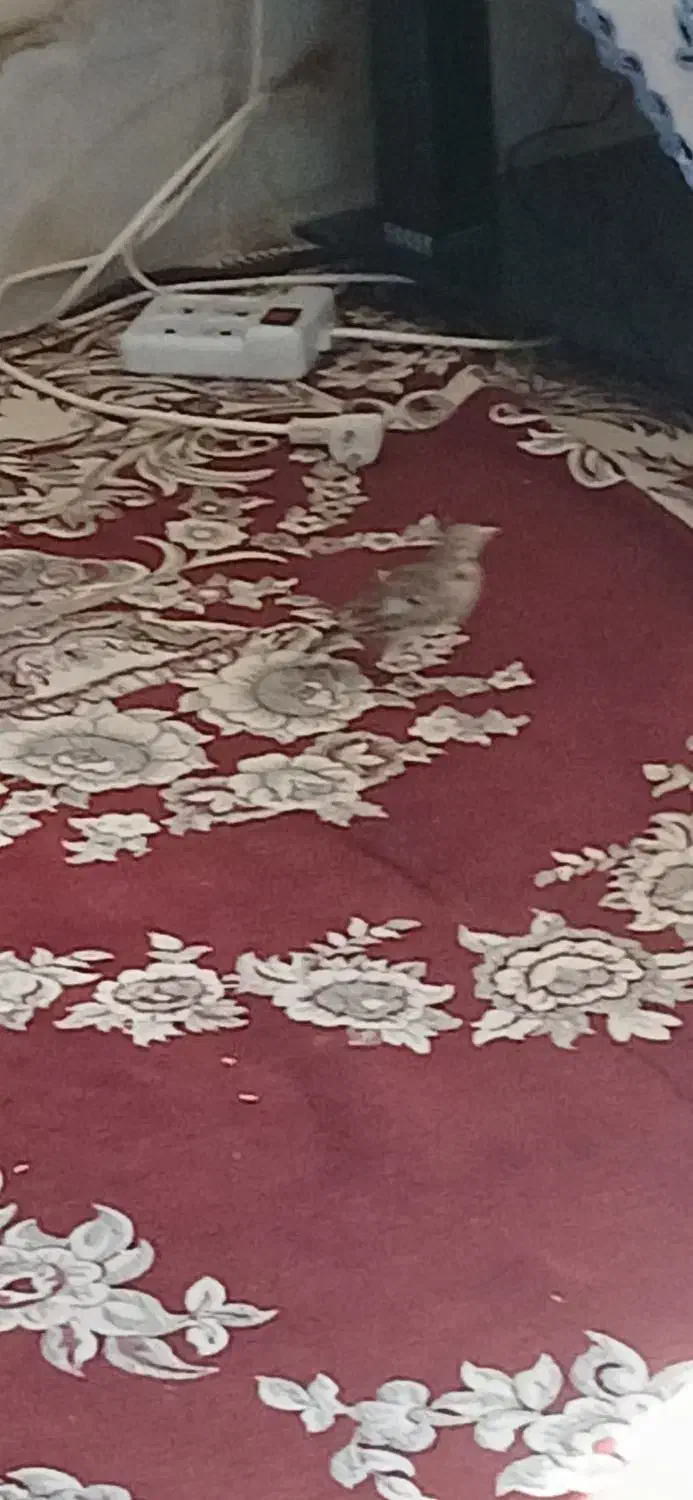 سهره خاکی|پرنده|زرقان, |دیوار