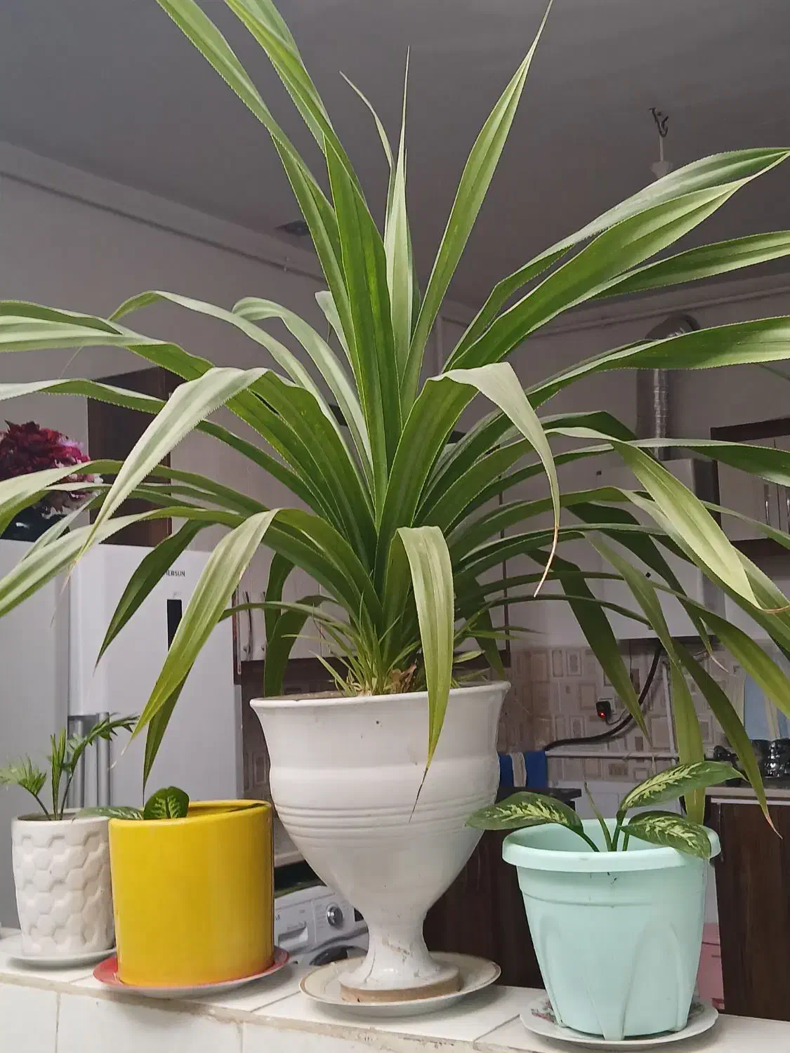 گل ۵۰۰|گل و گیاه طبیعی|کنگاور, |دیوار