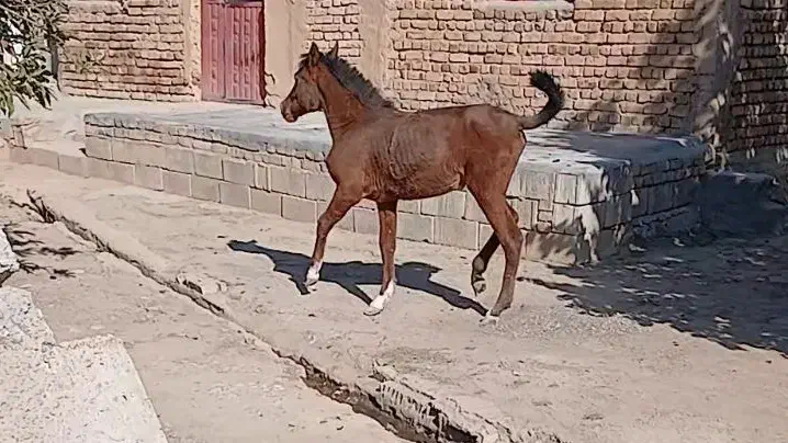 کره مادیان|اسب و تجهیزات اسب‌سواری|الیگودرز, |دیوار