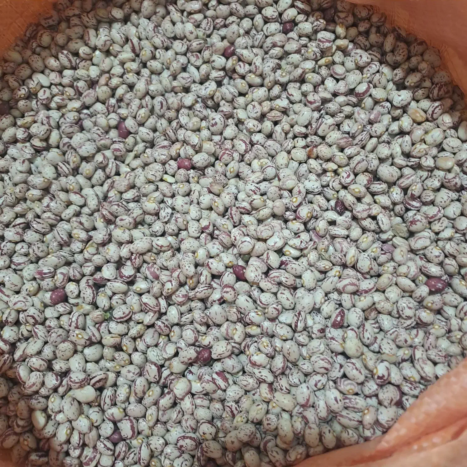 لوبیا چیتی صالح|عمدهفروشی|قیدار, |دیوار