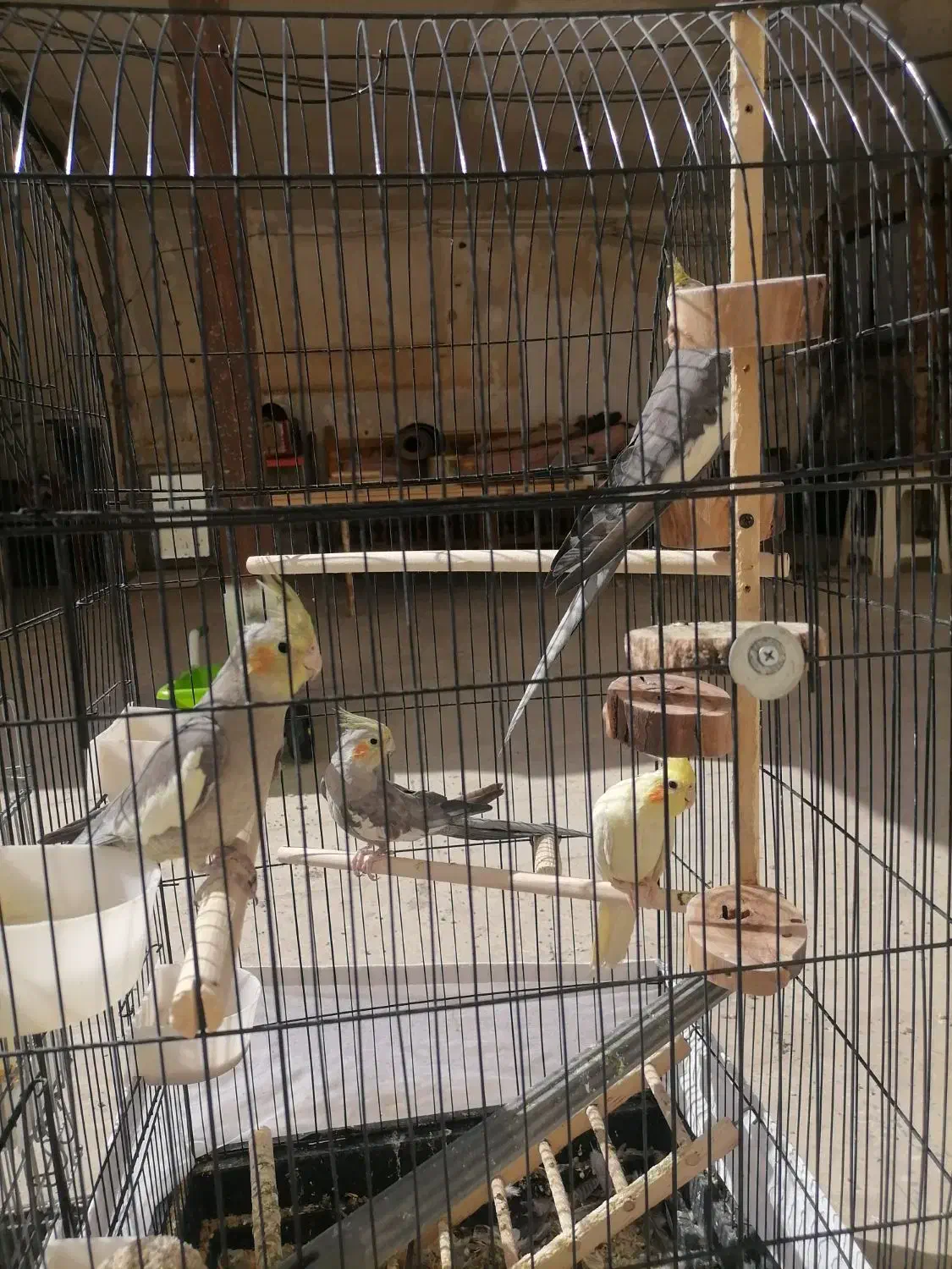 عروس هلندی|پرنده|ری, سرتخت|دیوار