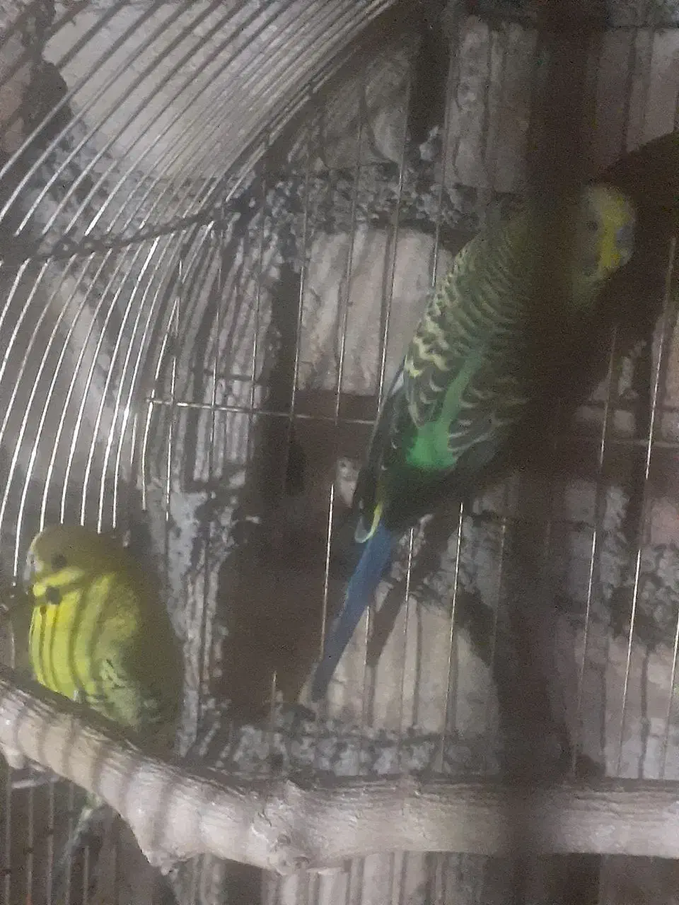 یک جفت مرغ عشق مولد و یک عدد جوجشون|پرنده|کبودرآهنگ, |دیوار