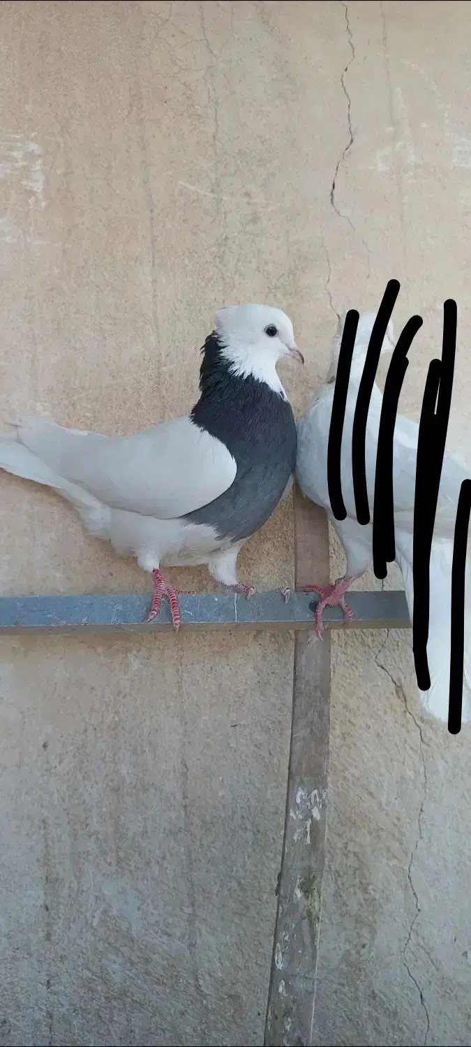 کبوتر طوقی|پرنده|شهریار, شهرک شاهد|دیوار