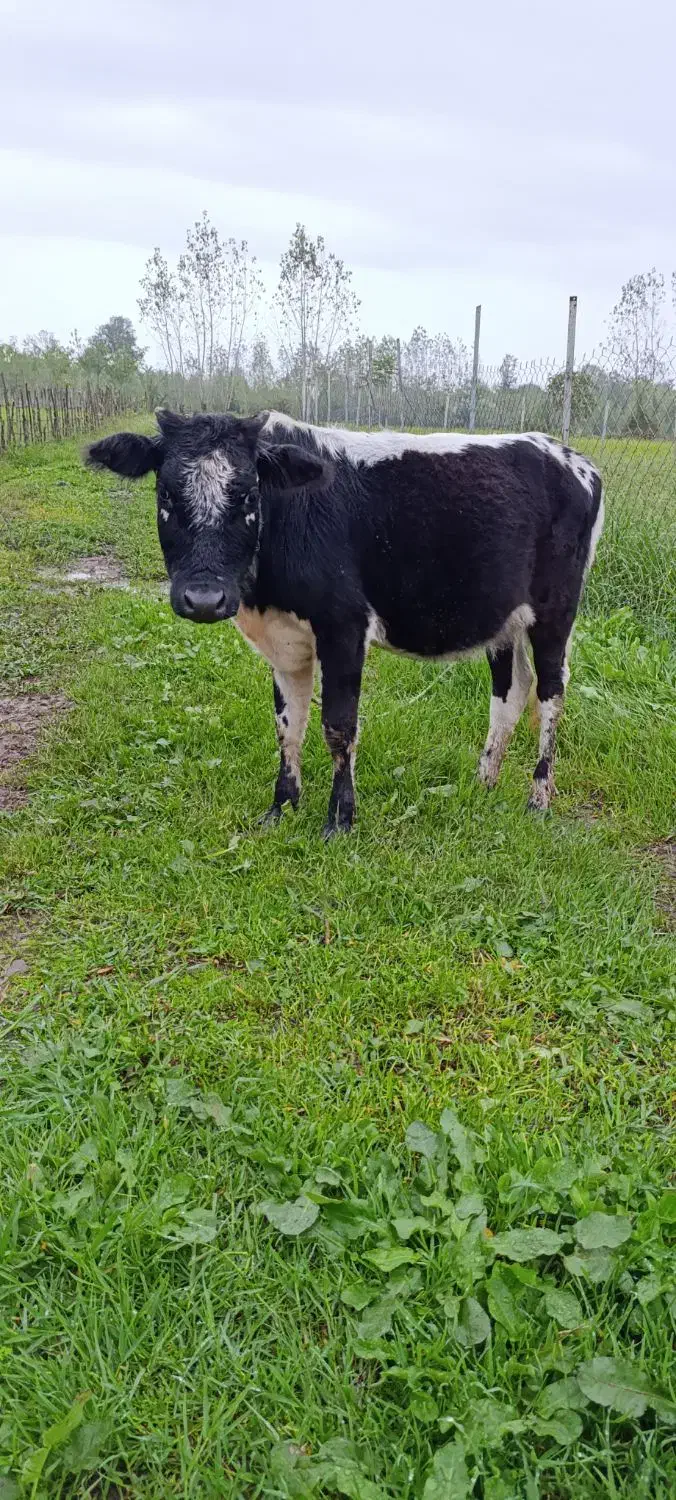 لیشه فروشی|حیوانات مزرعه|گوراب زرمیخ, |دیوار