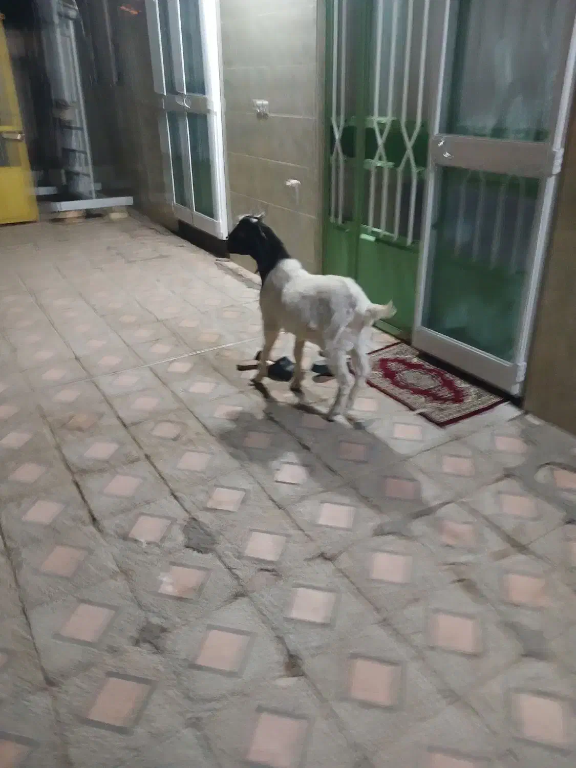 کهره نر .راور|حیوانات مزرعه|راور, |دیوار