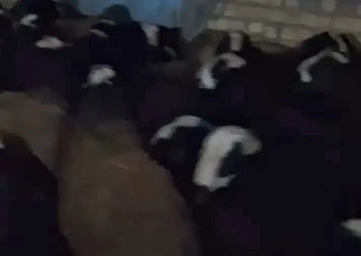 بره نر|حیوانات مزرعه|شال, |دیوار