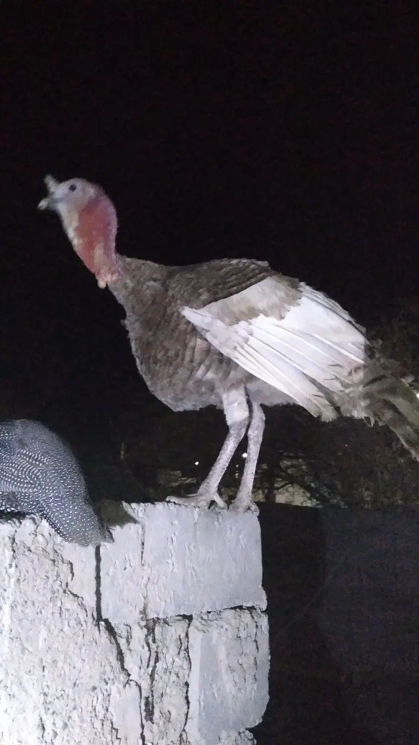 بوقلمون یک ساله|حیوانات مزرعه|خمک, |دیوار