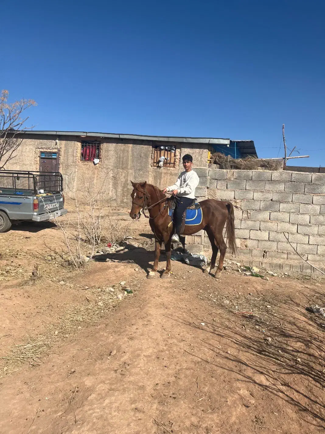 اسب کورد|اسب و تجهیزات اسب‌سواری|کرمان, |دیوار