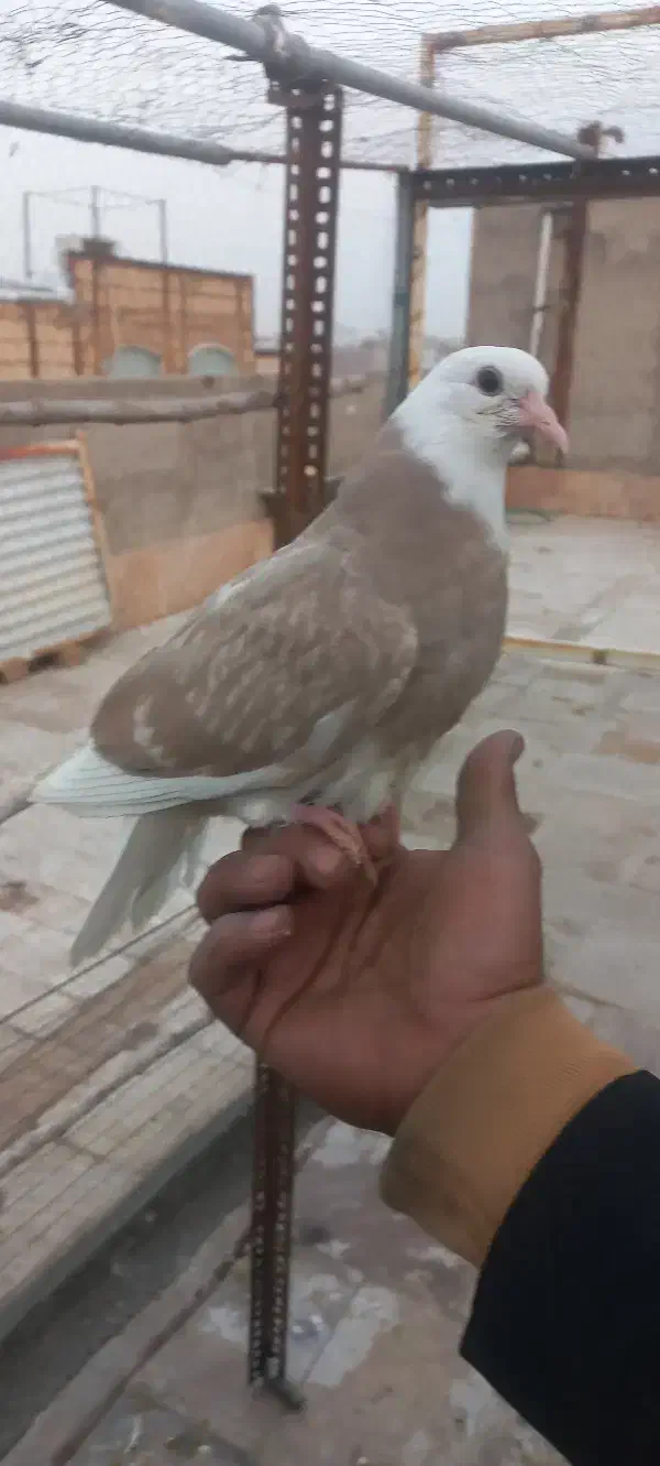 کبوتر گمشده|حیوانات|قم, علی آباد سعدگان|دیوار
