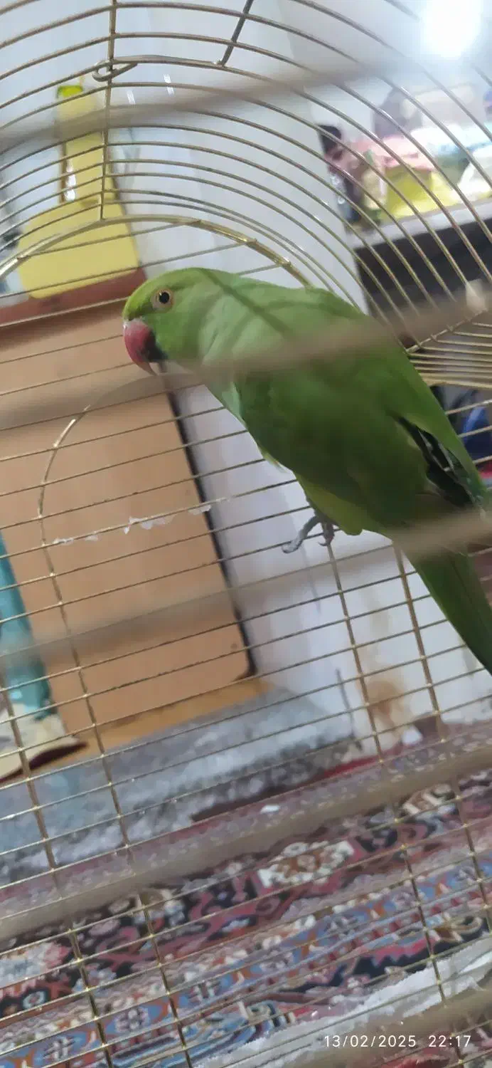 ملنگو ماده|پرنده|نظر کهریزی, |دیوار