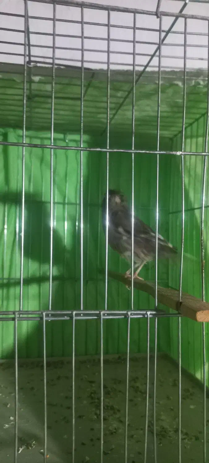 قناری ماده ابلق اماده جوان|پرنده|میاندوآب, |دیوار