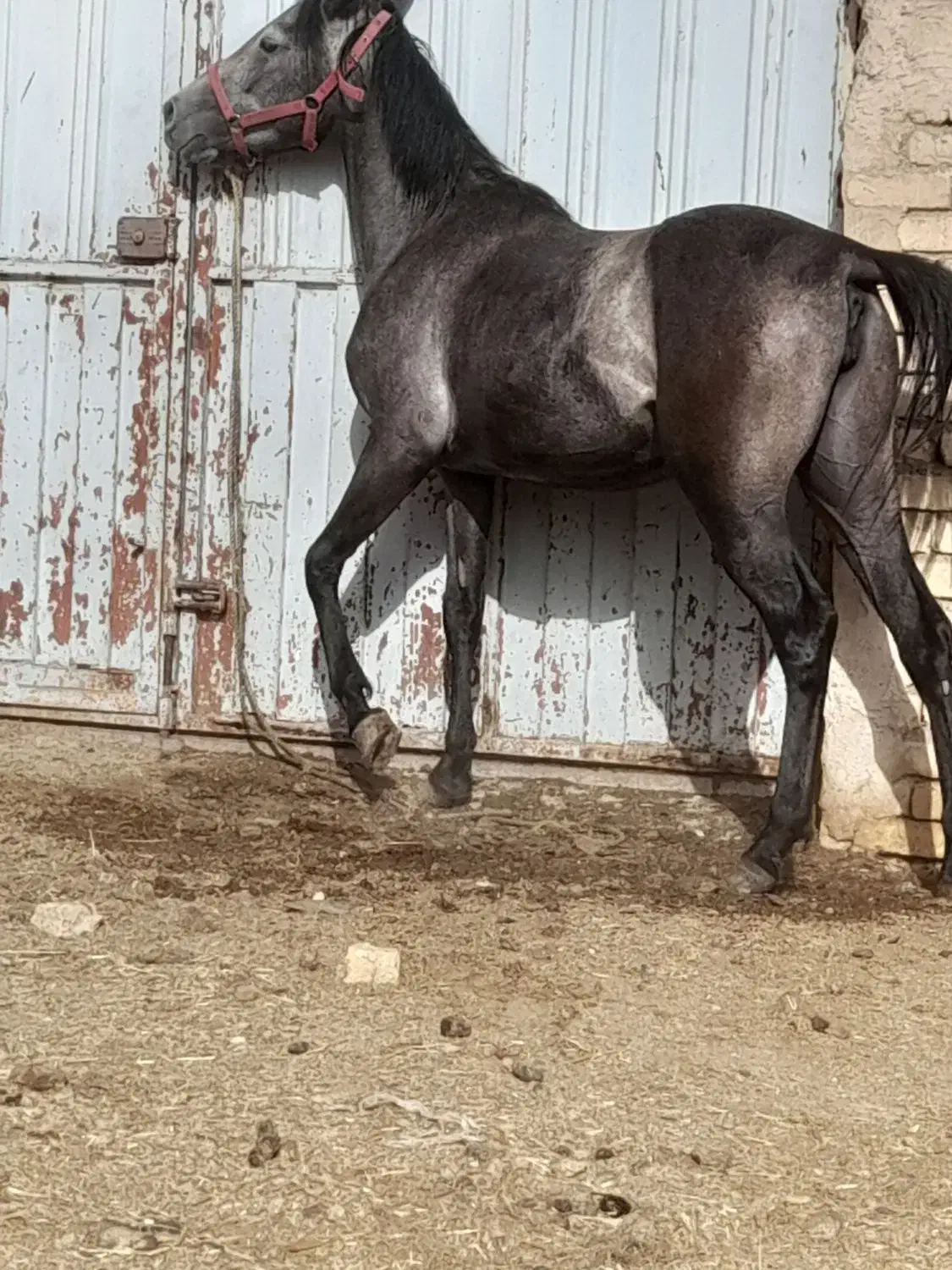 فروش مادیون کرد فروشی|اسب و تجهیزات اسبسواری|هرند, |دیوار