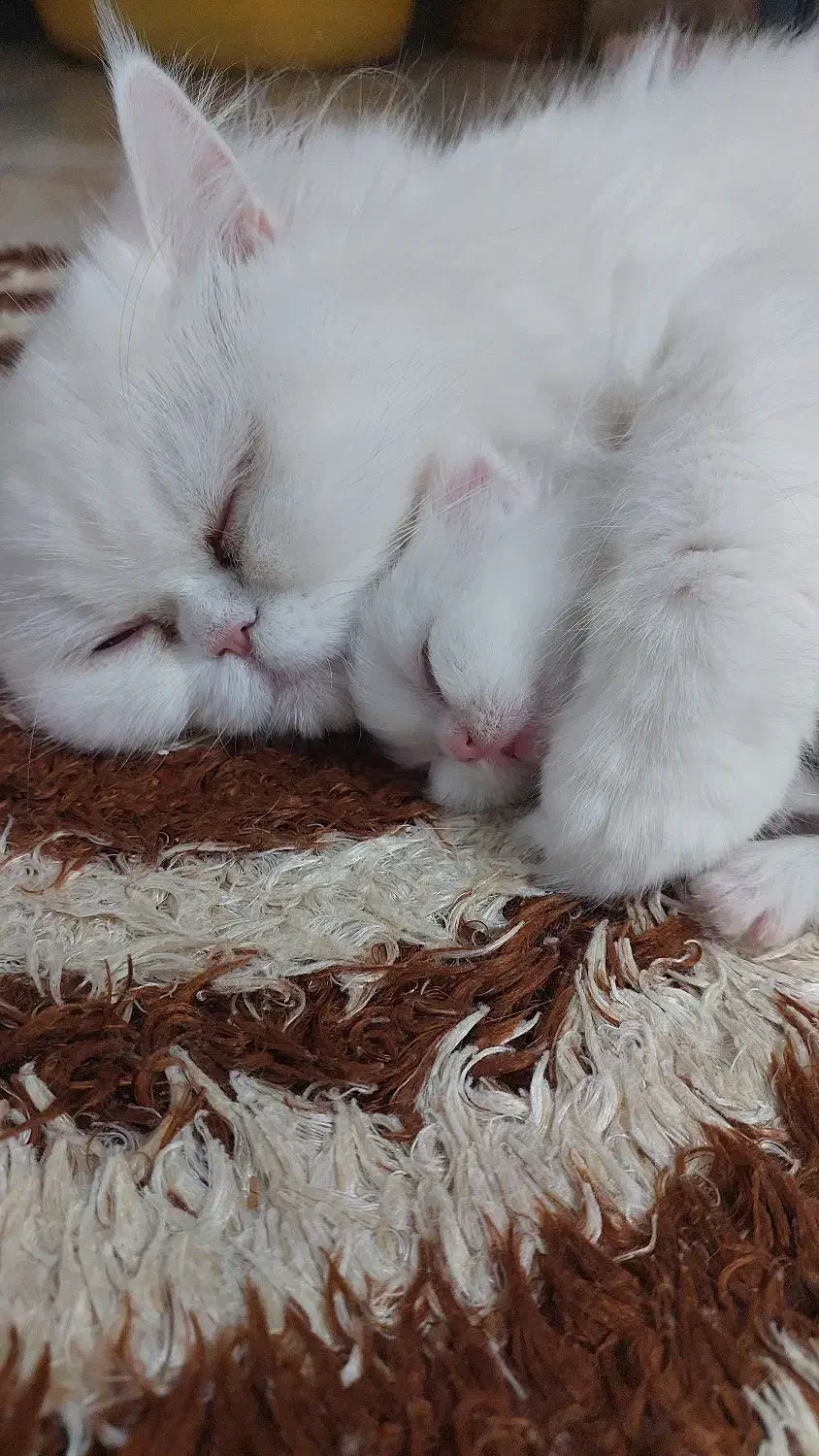 گربه پرشین فلت|گربه|ساری, |دیوار