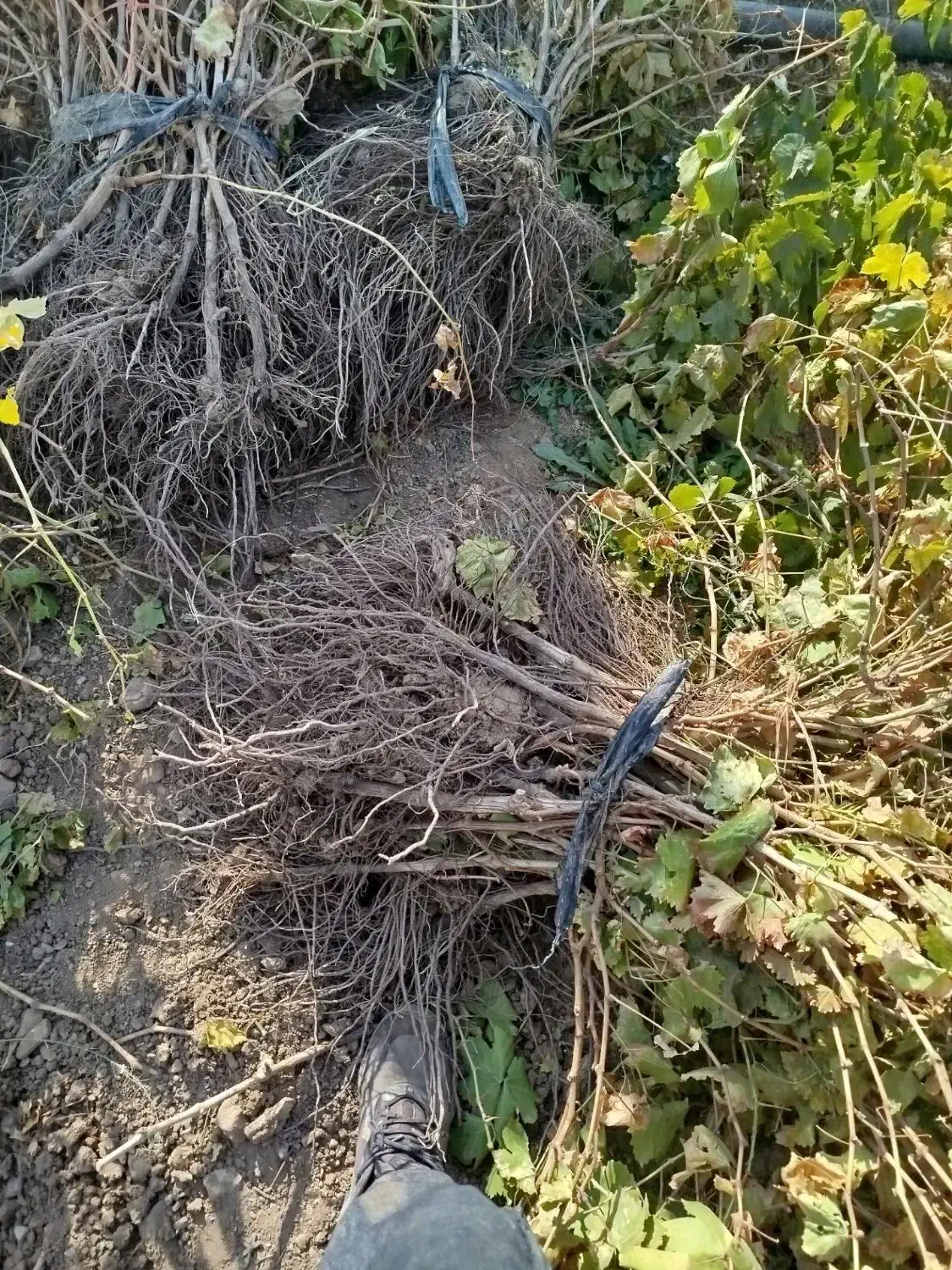 نهال انگور کشمشی میاندواب|خدمات باغبانی و درختکاری|شازند, |دیوار