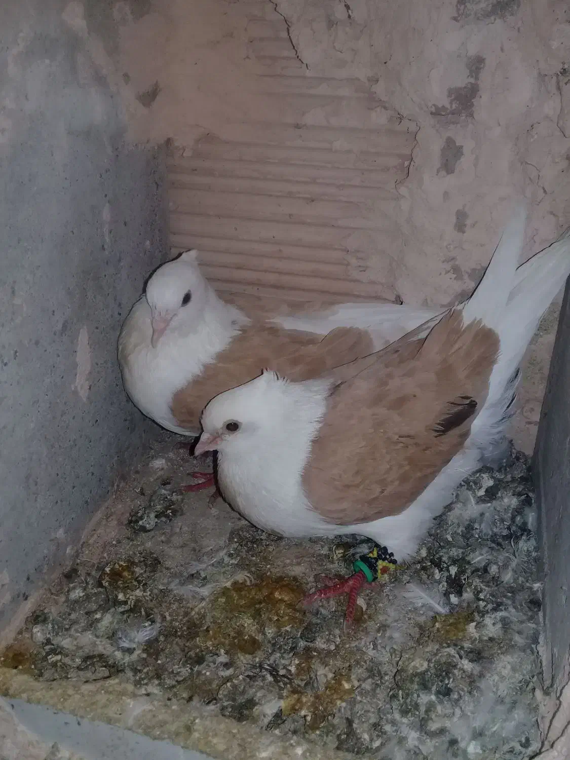 کبوتر پشتی|پرنده|سبزوار, ایزی شهر|دیوار