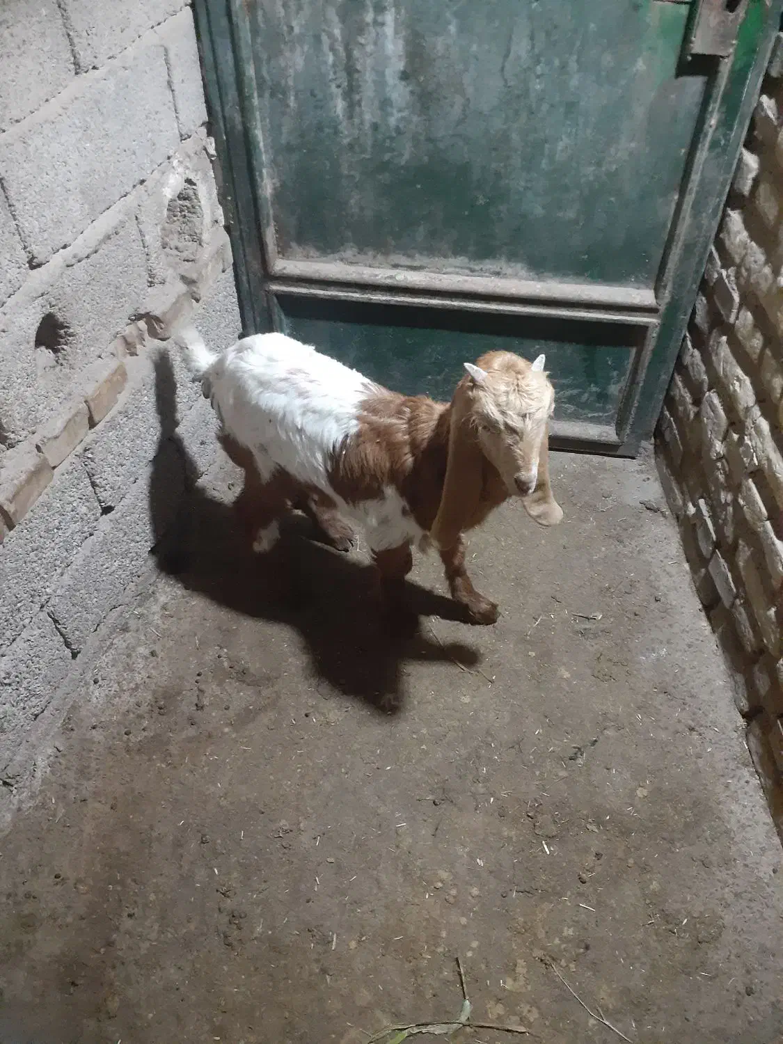 بیگ بز|حیوانات مزرعه|دزفول, |دیوار