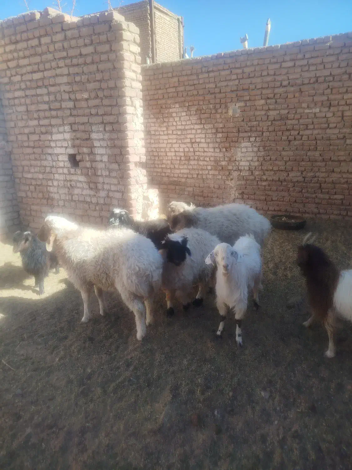 یه بره ماده ودو بره نر فروشی|حیوانات مزرعه|بیرجند, |دیوار