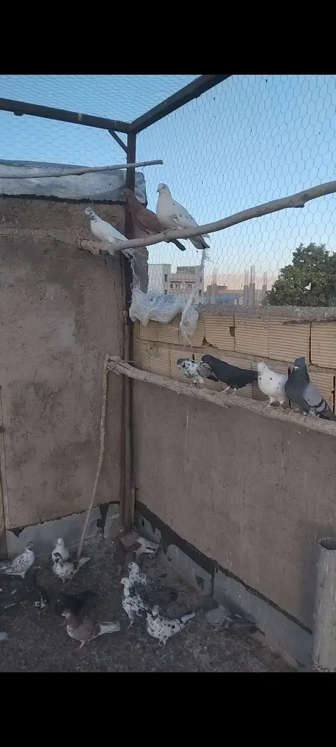 کبوتر|پرنده|سلطانیه, |دیوار