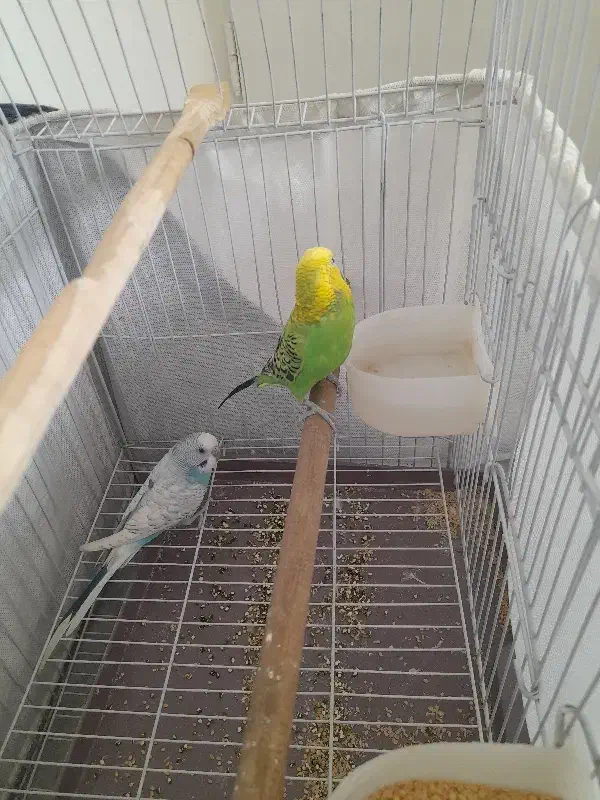 یه جفت مرغ عشق نروماده گازنمیگرن|پرنده|تهران, آذری|دیوار