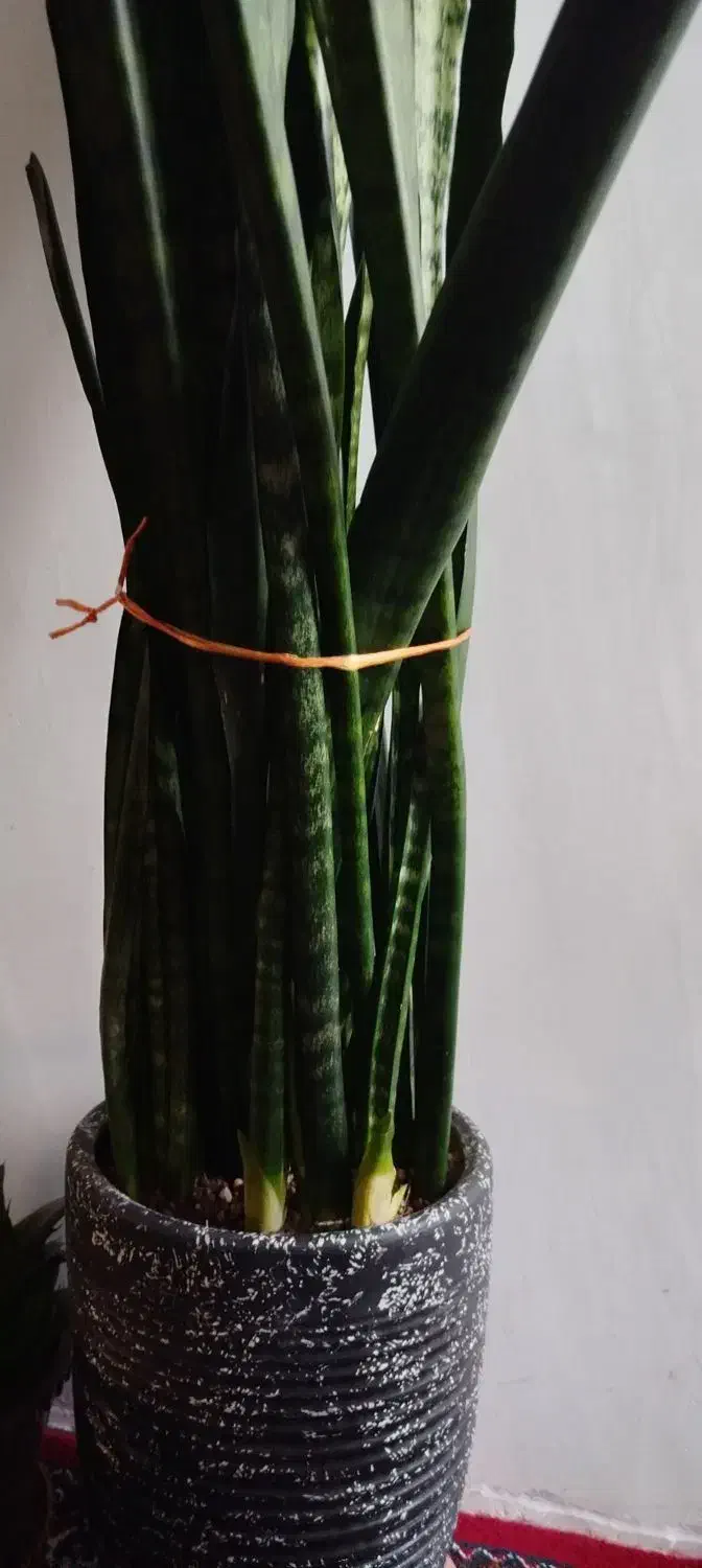 گل سانسوریا سالم وسرحال|گل و گیاه طبیعی|اردبیل, |دیوار