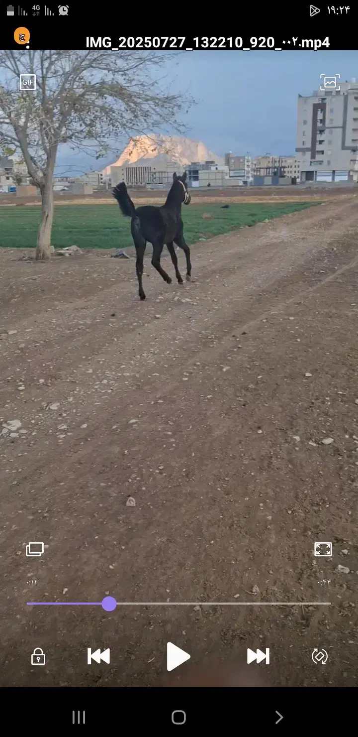 کره نریان کرد|اسب و تجهیزات اسبسواری|فلاورجان, |دیوار