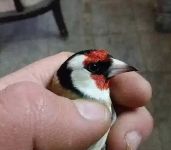 یک عددسهره نرسرسیاه به فروش میرسد|پرنده|شیراز, پودنک|دیوار