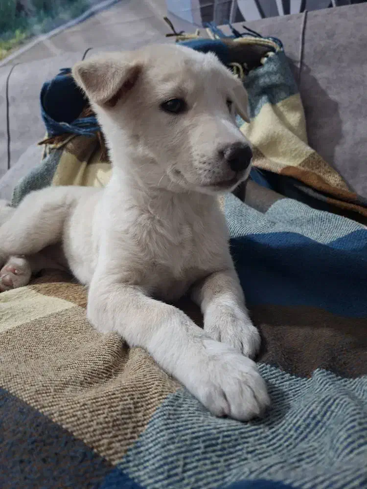 سگ بازی گوش|سگ|حمیدیا, |دیوار