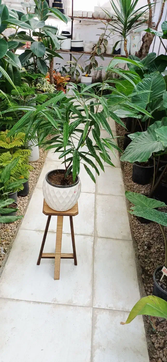 گلهای آپارتمانی گلخونه سوگلی|گل و گیاه طبیعی|بجنورد, |دیوار