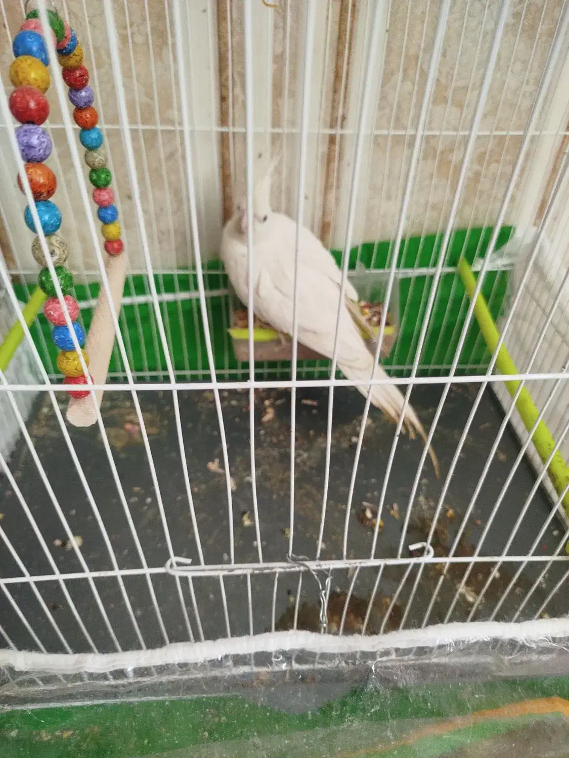 عروس هلندی|پرنده|مشهد, شهید احمدی روشن|دیوار