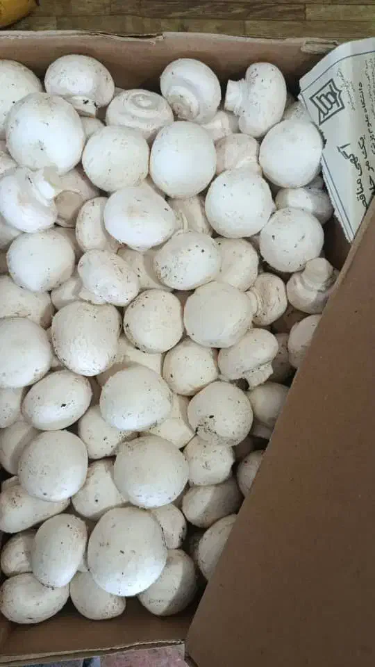 قارچ دکمه ای درجه یک|خوردنی و آشامیدنی|اصفهان, باغ زرشک|دیوار