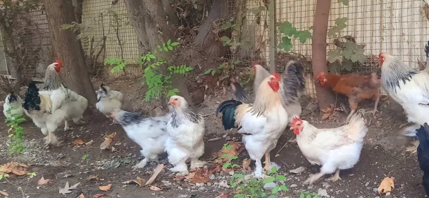 خروس اصیل برهما لایت|حیوانات مزرعه|کرج, مصباح|دیوار